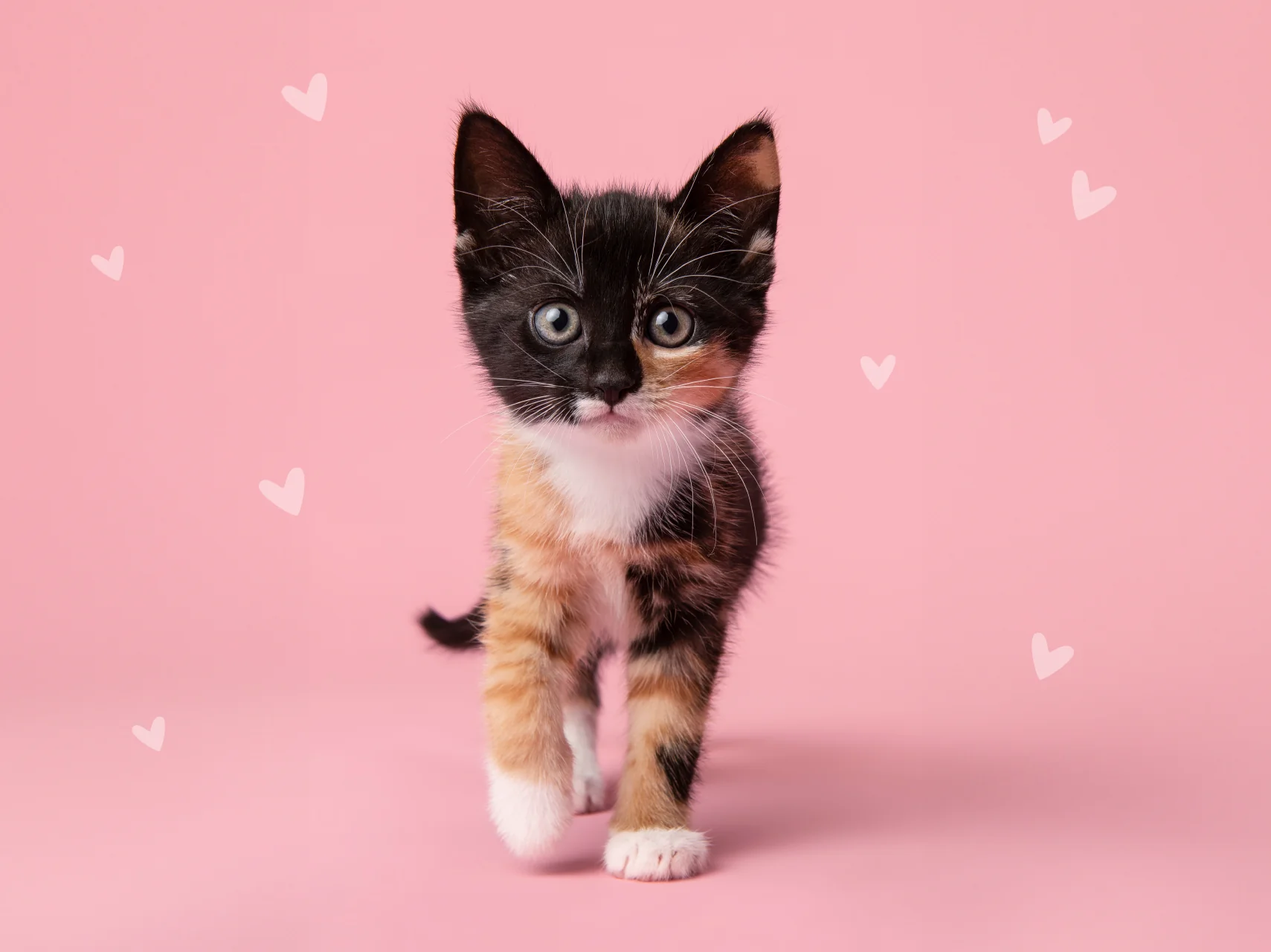 Calico kitten with blue eyes standing on pink background surrounded by white hearts.